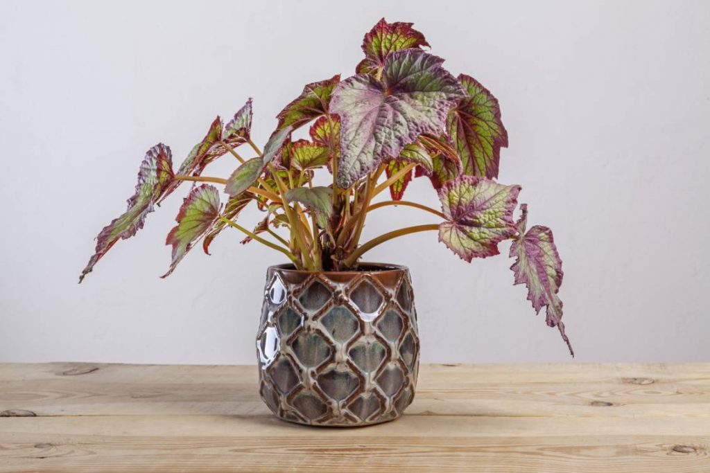 BEGONIA PLANTAS DECORATIVAS AS MELHORES ESPÉCIES PARA DAR UM UP NO APARTAMENTO